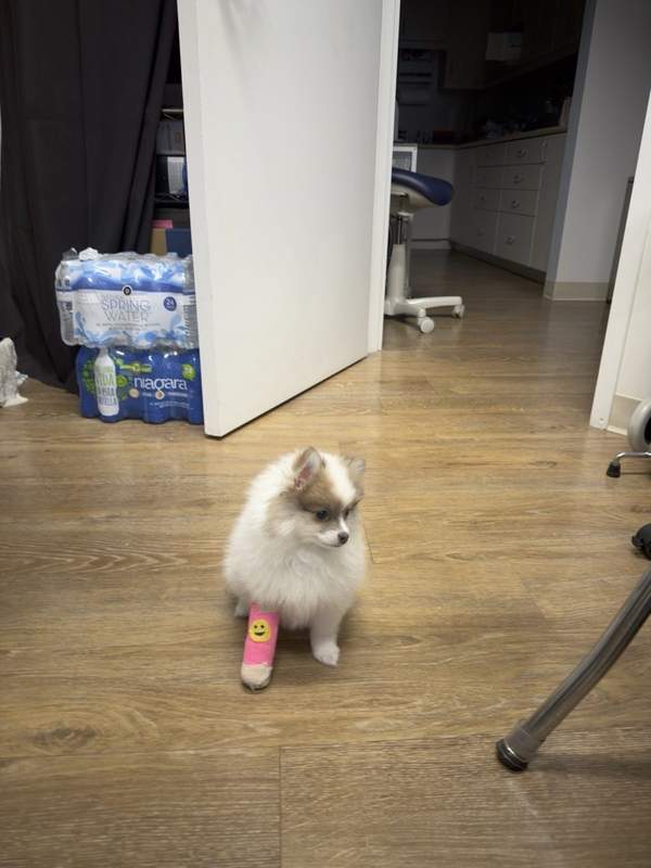 Angel - German Spitz female puppy in Atlanta, Georgia