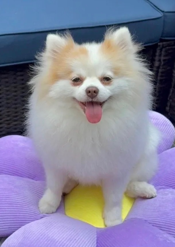 Mama - German Spitz mother dog in Atlanta, Georgia