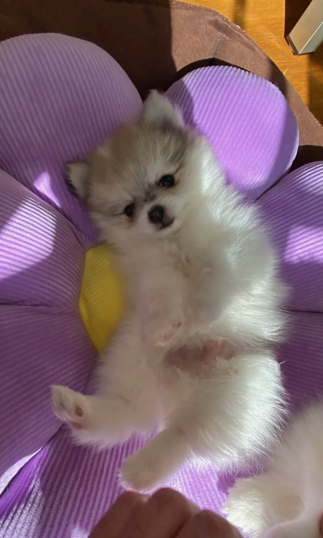 Mr. Little Man - German Spitz puppy for sale in Atlanta, Georgia